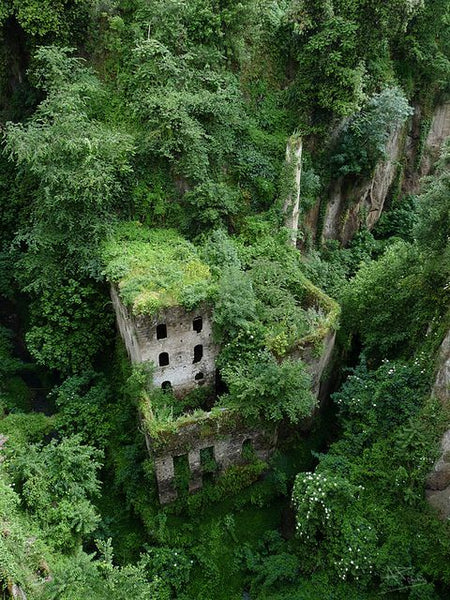 Plants taking over