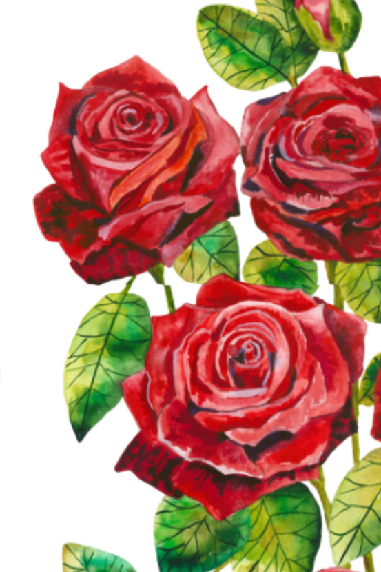 Print of Scarlet Roses